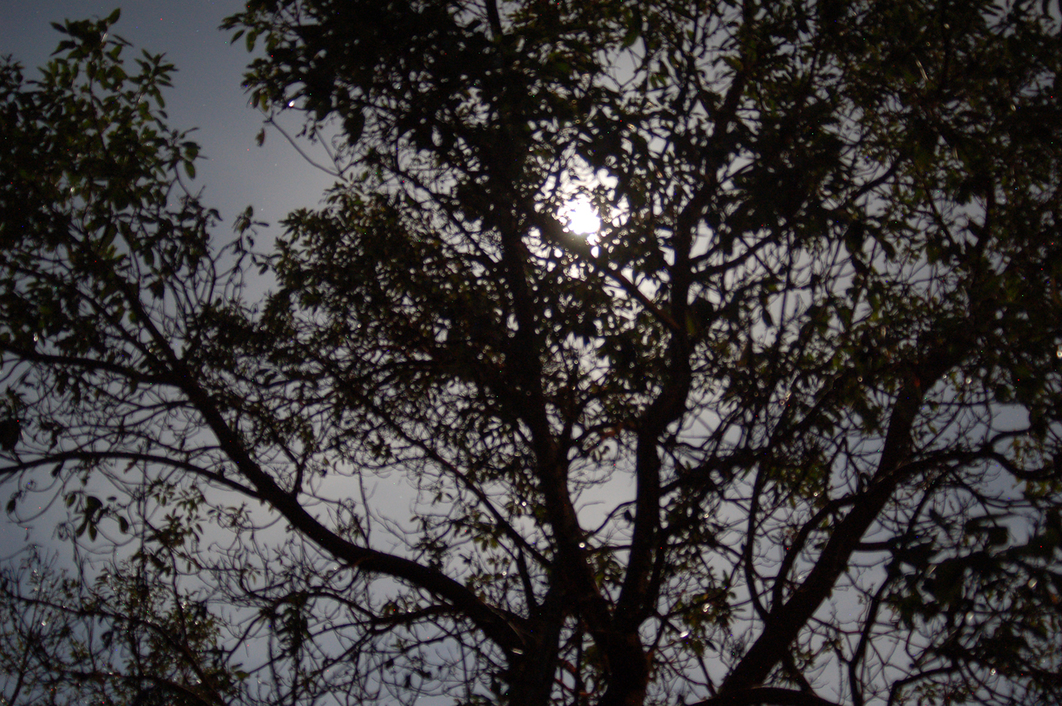 dragginganox's profile header