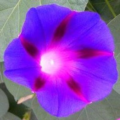 HelenBranswell's avatar
