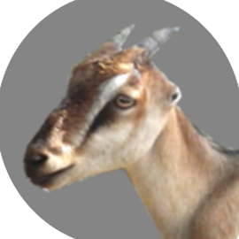 GoatsLive's avatar