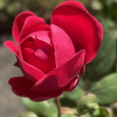 penciledpage's avatar