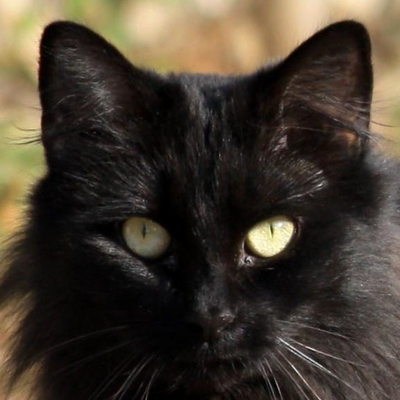 housepanther's avatar