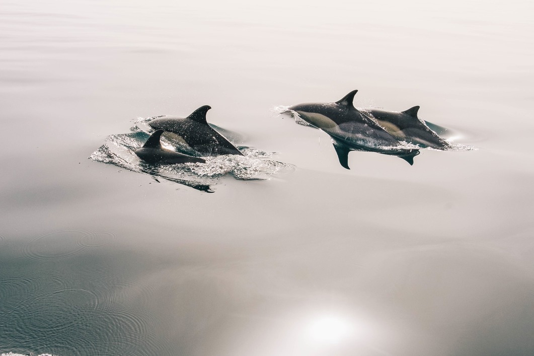 DolphinSeeker's profile header