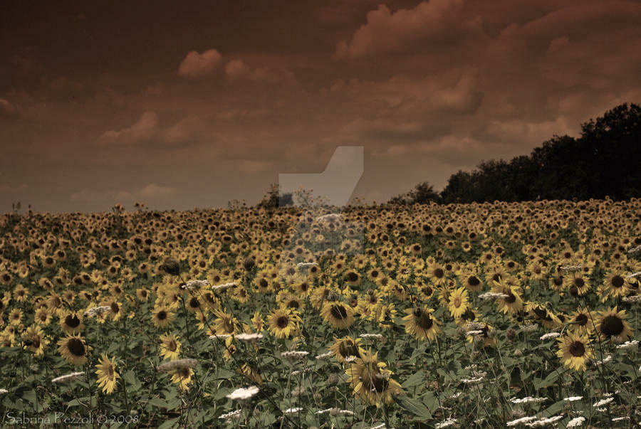 HeliosPi's profile header