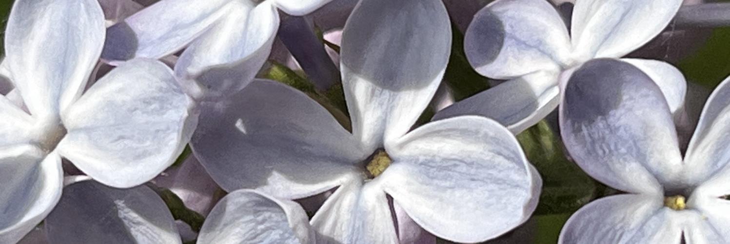mothninja's profile header