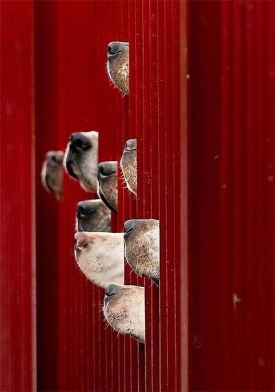 a red fence with seven dog snouts sticking through it