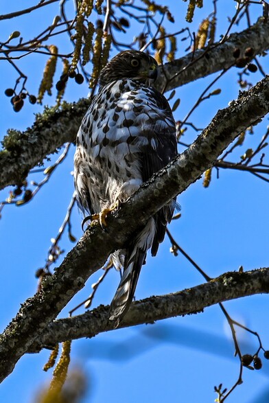 Juvenile Cooper's Hawk perched on a branch