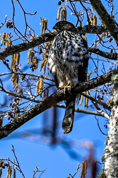 Juvenile Cooper's Hawk perched on a branch