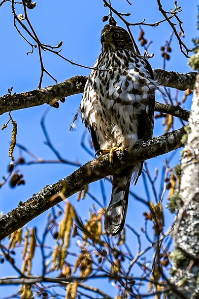 Juvenile Cooper's Hawk perched on a branch