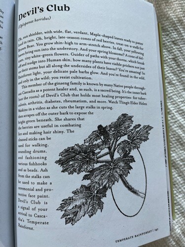 Photo of page from book mentioned. Page called "Devil's Club" and includes description and drawing of the plant. 