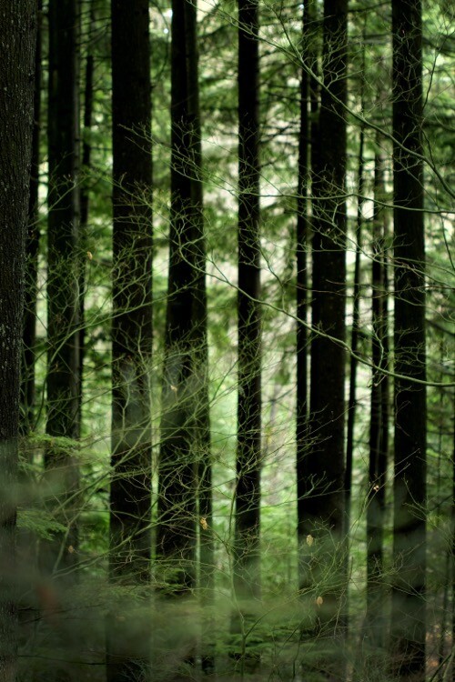 PNW forest photo by Cody Chan on Unsplash.