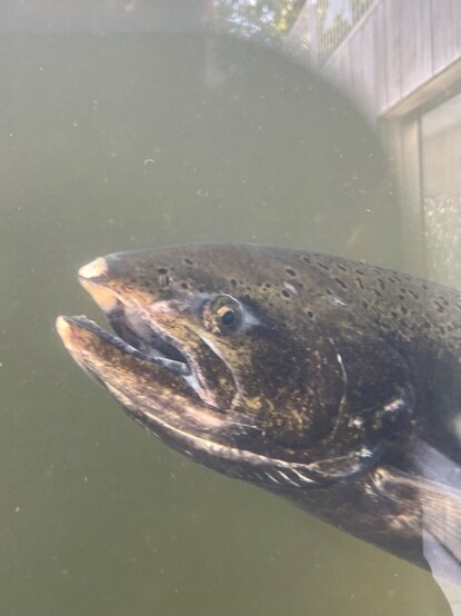 A close up of a spawning salmon’s face through a glass observation point at a park.  