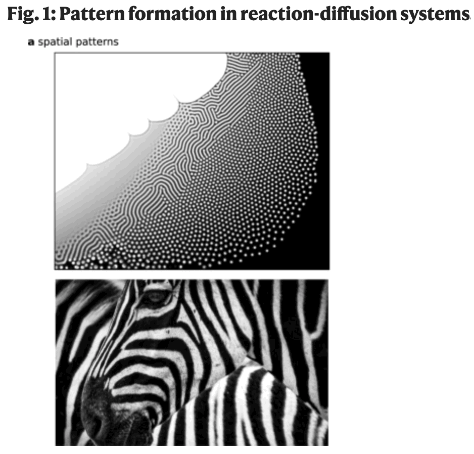 Pattern formation in reaction-diffusion systems.