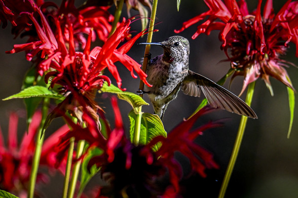 An Anna's hummingbird in flight sucking nectar from crimson beebalm flowers.