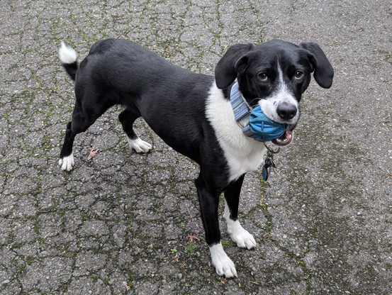 A dog named Daisy. She's a medium sized dog, mostly black but with a white nose, collar, paws, and the tip of the tail. She holds a ball in her mouth.