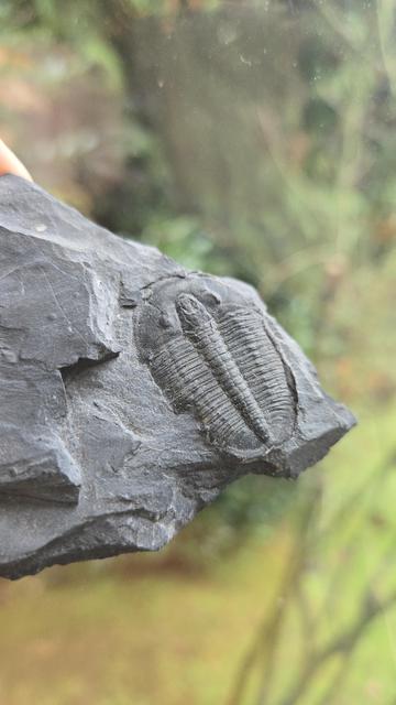 A photo of a tilobite fossil with a suspicious chunk eaten out of one side.