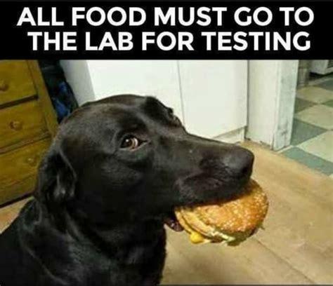 All food must go to the lab for testing. Meme picture of a black lab dog with a hamburger in its mouth
