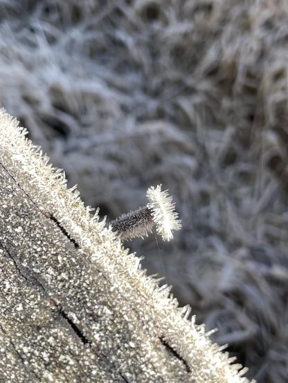 In a close up, macro style photo, a nail head sticks out from a wooden handrail on a boardwalk. Both are covered in ice crystals. 