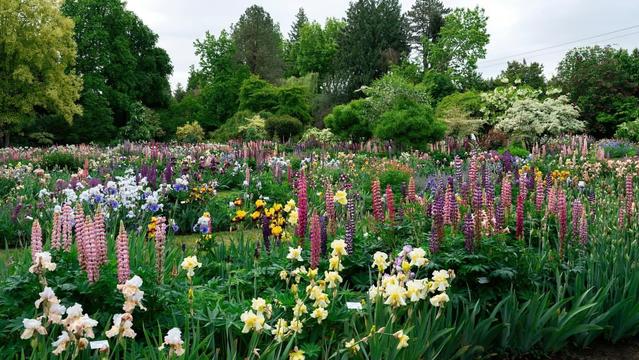 Color photo of yellow, magenta, and white wildflowers amid lush greenery 